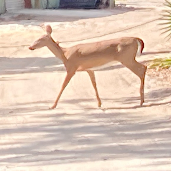 How to get $10 in POSH CREDIT… - Picture 5 of 7